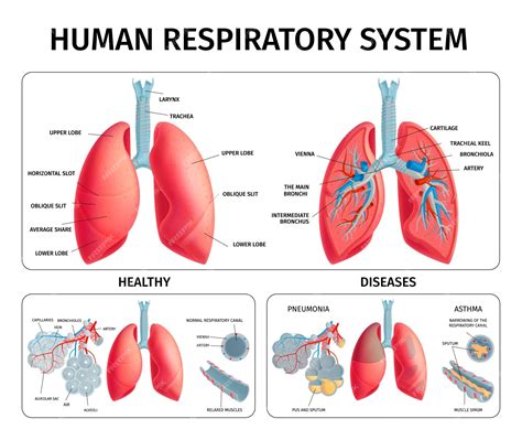 Human Lungs Anatomy