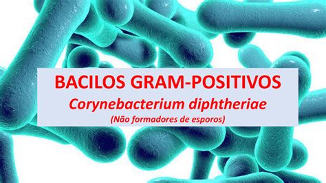 Corynebacterium Diphtheriae Slides Microbiologia Docsity