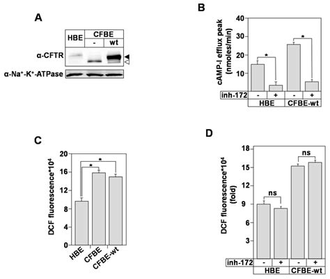 Characterization Of Cf Transmembrane Conductance Regulator Cftr