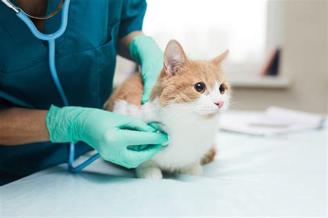 Influenza Aviaria Aumentano I Casi Nei Gatti Non In Italia I