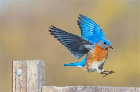 Solve Bluebird Bluebird Jigsaw Puzzle Online With Pieces