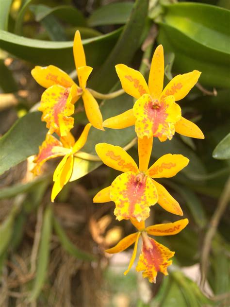 orchid flower significance 3