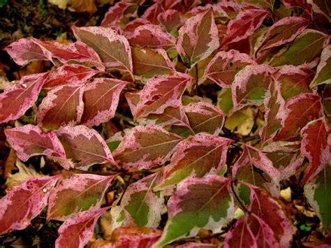 Cornus kousa ‘Wolf Eyes’ | Kiefer Nursery: Trees, Shrubs, Perennials