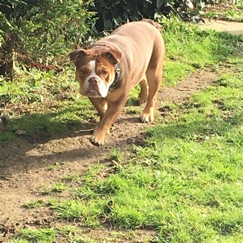 Choc And Tan Olde English Bulldog In Colchester Essex Gumtree