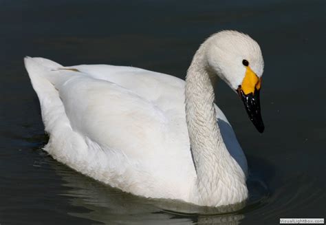 Identify Bewick's Swan or Tundra Swan - Wildfowl Photography.