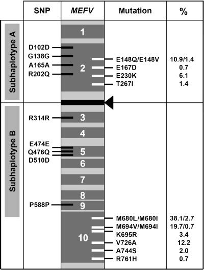 Schematic Presentation Of Exon Organization Of The Mefv Locus