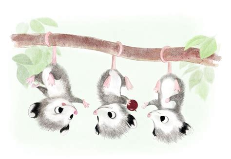 Cute Baby Possum Cartoon : Children behind white blanket illustration ...