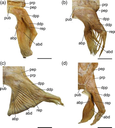 Pelvic fin musculature in skates: Morphological variation, phylogeny, and locomotor implications ...