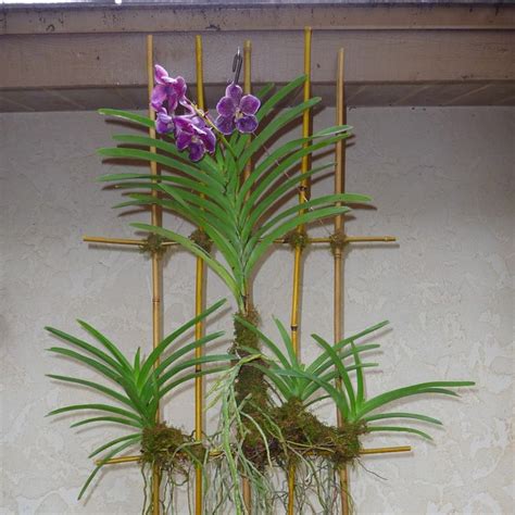 Orchids On Bamboo Lattice Craft Organic Growing Orchids Hanging