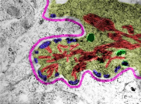 Stratified Epithelium Basal Layer TEM Stock Image C057 6533