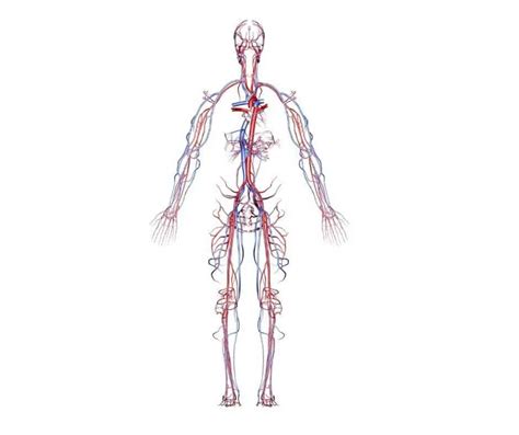 Sistemul Circulator Cardiovascular Pagina De Nursing