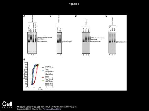 Structural Basis Of Heterochromatin Formation By Human Hp1 Ppt Download