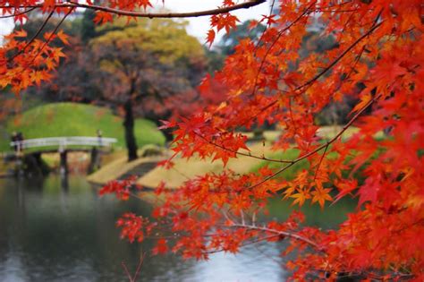 √100以上 紅葉 写真 フリー