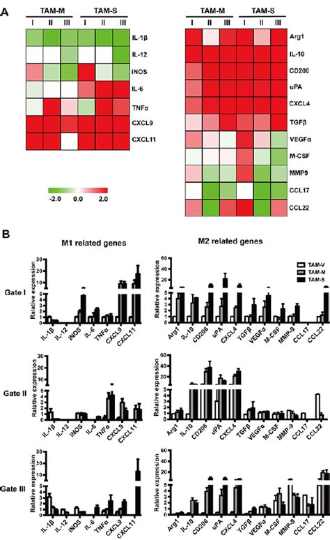 Expression Of Phenotype Associated Genes In Different Subpopulations Of