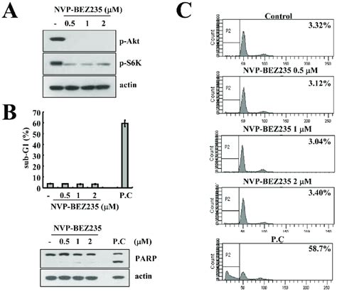 Effect Of NVP BEZ235 On Apoptosis In Human Renal Carcinoma Caki Cells