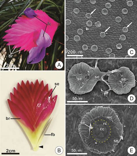 Distribution And Aspect Of Secretory Trichomes A B Overview Of