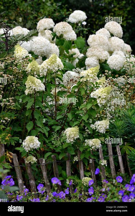 Hydrangea Paniculatahydrangea Annabellegeranium Rozanneflowers