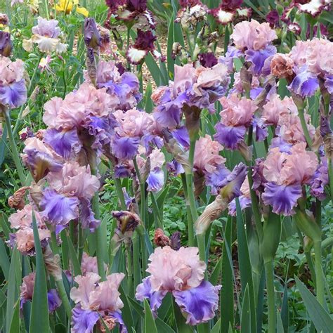 Florentine Silk Bearded Iris Iris Germanica High Country Gardens