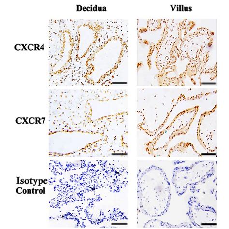 Expression Levels Of CXCR4 And CXCR7 In Primary Human First Trimester