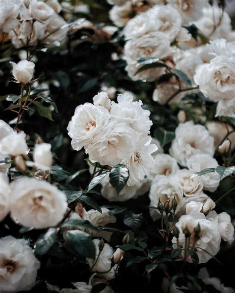 Aesthetic White Flowers Usernames Ideas – Mdqahtani