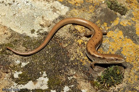 Commonly Encountered California Lizards