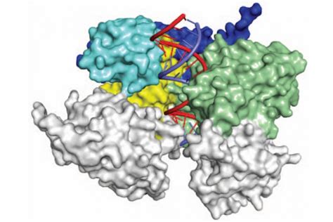 Structure Of Rnai Complex Now Crystal Clear Whitehead Institute