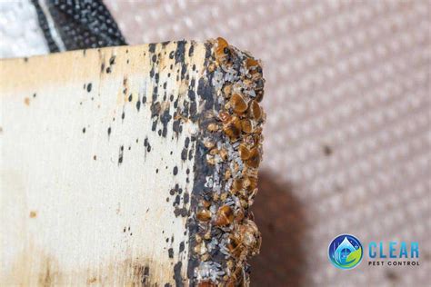 Bed Bug Treatment Dublin Clear Pest Control