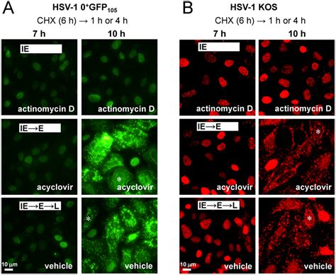 ICP0 Translocates To The Cytoplasm During The Early Phase Of HSV 1