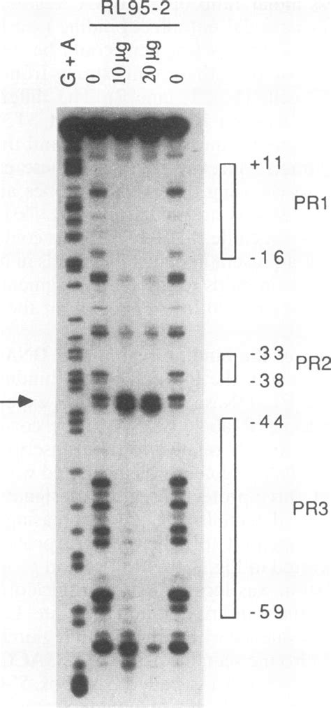 Dnase I Footprinting Analysis Of The Mouse Hgf Promoter Region Dna