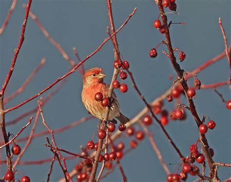 House Finch Berries Dec 17 2023 Scott Demoss Flickr