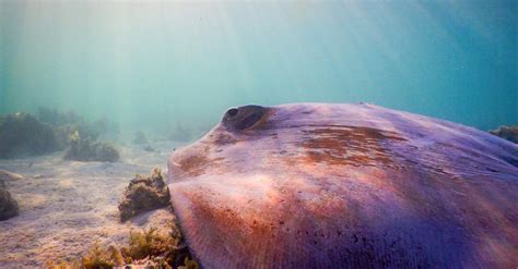 Stingray Swimming Underwater · Free Stock Photo