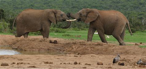 Addo Elephant National Park – Addo Elephants