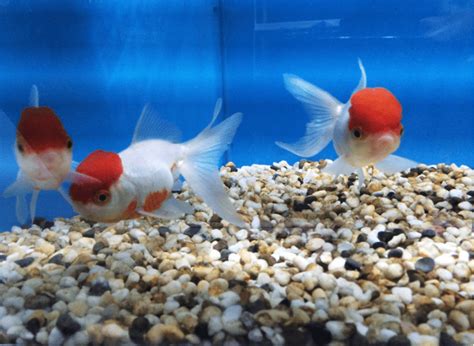 How to Calculate Your Fish Tank Gravel - HugglePets