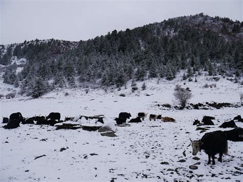 Tagong Sichuan Alexandrine Stehelin Flickr