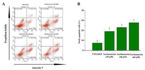 Apoptosis Of Ishikawa Cells Treated With Isorhamnetin A Flow