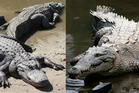 Differences Between Alligators And Crocodiles