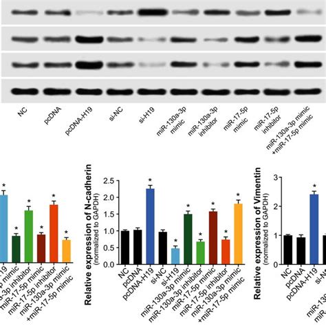 The Expression Levels Of Endothelial‐mesenchymal Transition