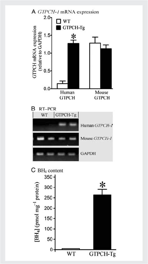 Cardiomyocyte Specific Overexpression Of The Human Gtp Cyclohydrolase