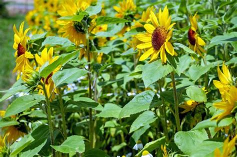 Gratis Afbeelding Zomer Zonnebloem Mooi Bloem Stuifmeel Flora Natuur