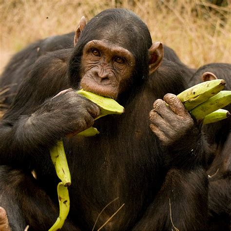 Foto Do Chimpanzé Bananinha - How Do Chimpanzees Eat Bananas