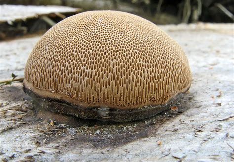 Fungus Polyporus Stuffed Mushrooms Mushroom Fungi Fungi