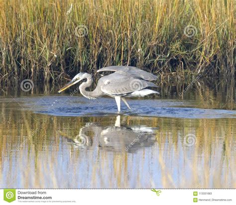 Garza De Gran Azul Que Vadea En El Humedal De San Blas Imagen De