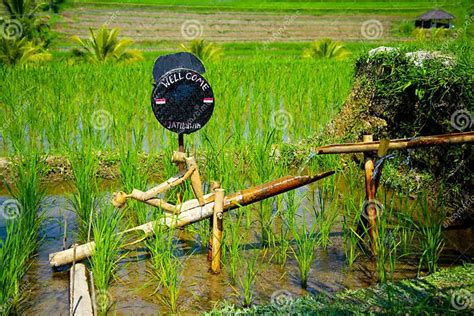 Bamboo Irrigation System Stock Image Image Of Scenic 158485477