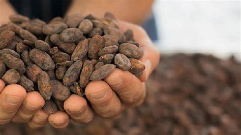 El Precio Del Cacao Se Dispara Un 65 Tras Otra Cosecha Marcada Por La