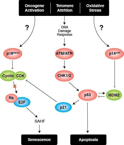 Overview Of Cellular Senescence And Aging Cell Signaling Technology