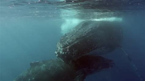 Close Up Humpback Whale Mother And Calf Stock Video Pond5