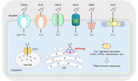 Multiple families of Ca 2+ -permeable channels in plant immunity ...