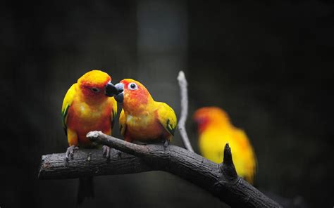 Fondos de pantalla aves loro rama amarillo pico color pájaro