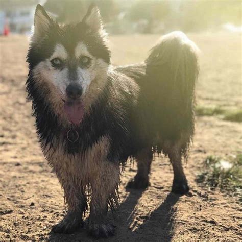 Corgi Husky Mix: Diet, Training and Breed’s Personality