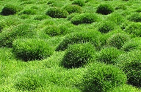 Zoysia Grass Is A Vigorous Lawn Choice For Warm Weather Zoysia Grass